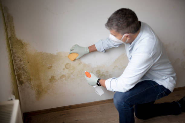 Mold Odor Removal Services